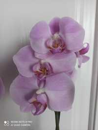 Орхидея Аля-Сакура