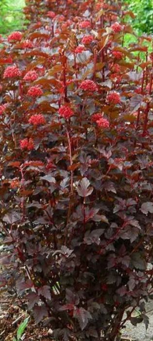 Хаутюнія кампсис ліана Гортензія  хоста бадан заячі вушка аконіт м'ята