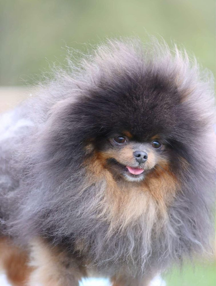 Macho pomerania (spitz anao ) blue tan
