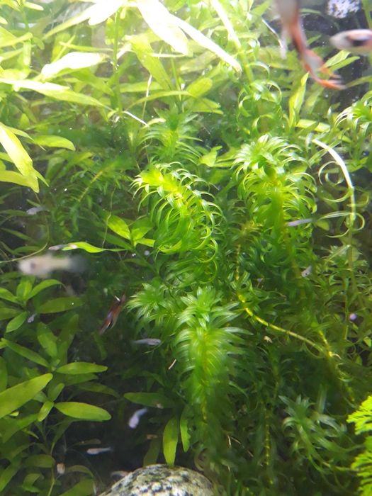 Roślina akwariowa Moczarka kanadyjska Elodea canadensis