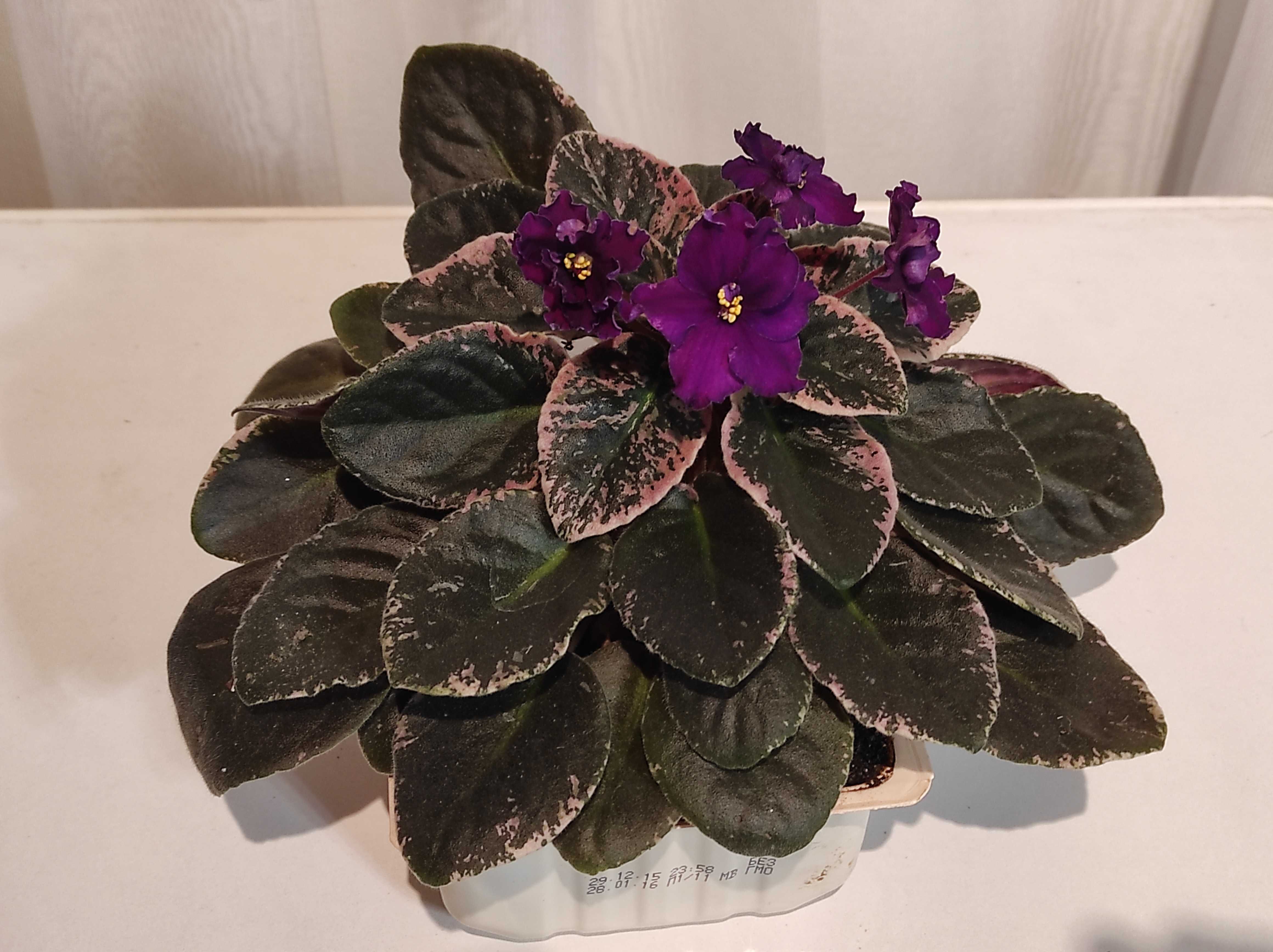 Сенполія(узамбарська фіалка),фіолетова, великий квітучий вазон
