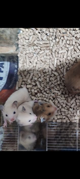 Джунгарские и стандарт хомячки