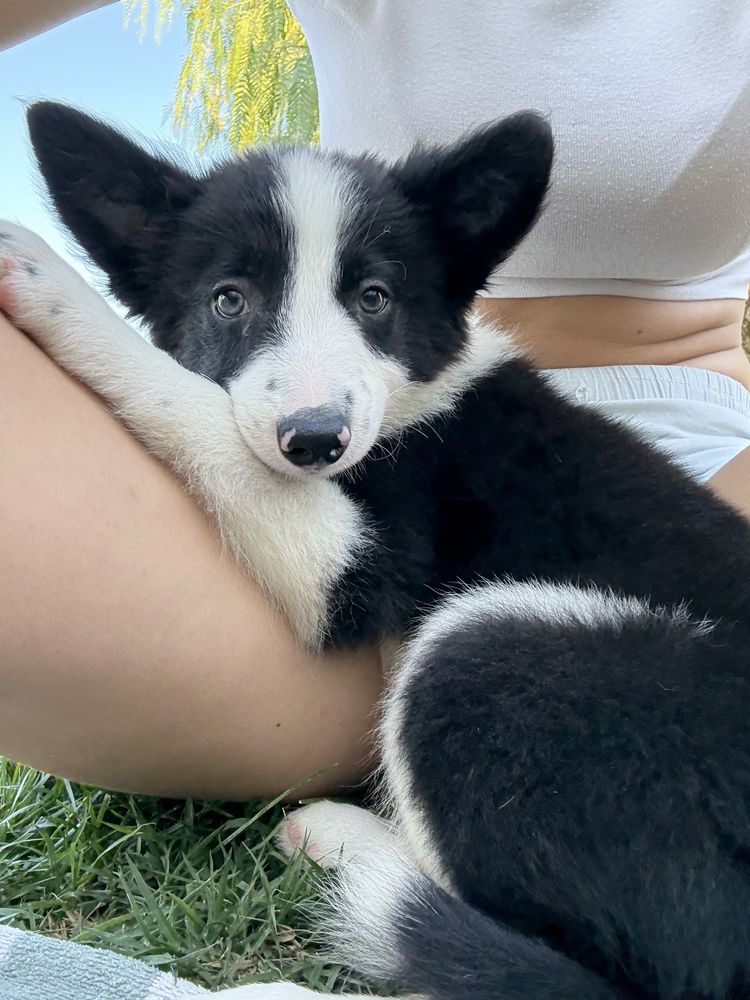 Border Collie preto e branco