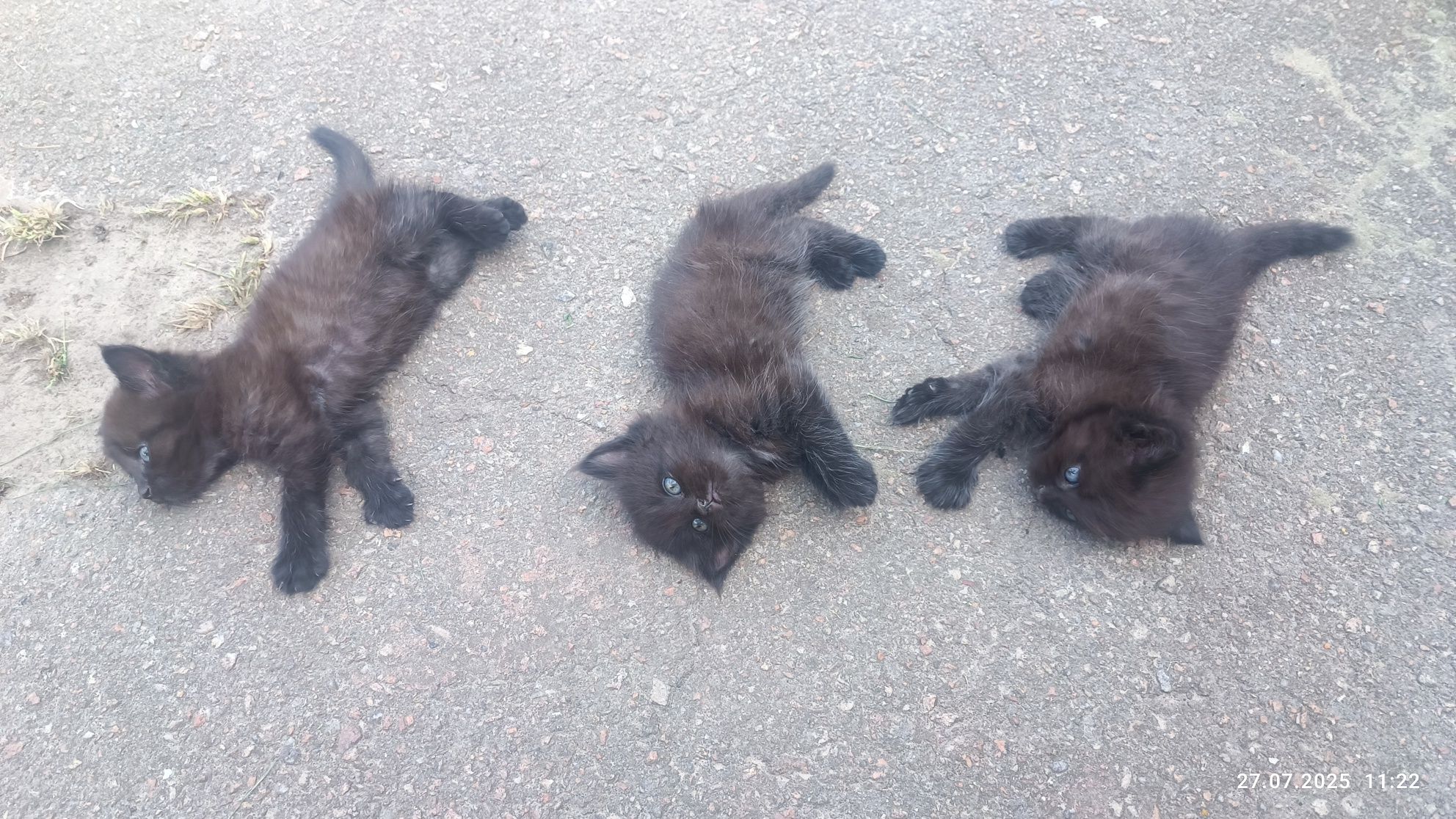 Грайливі кошенята