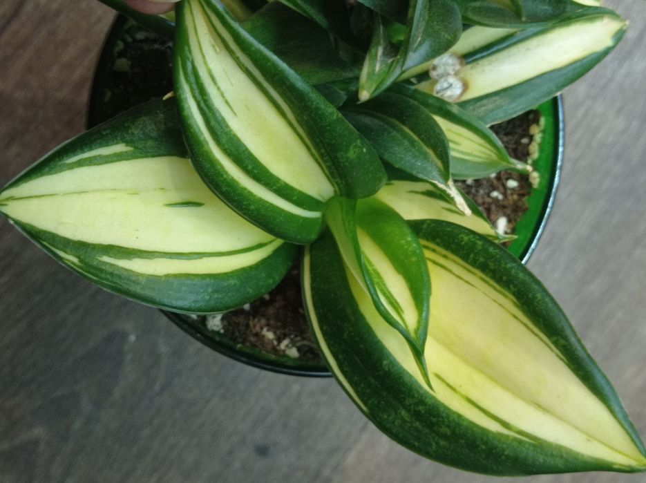 Сансевиерия Грин мулд Пагода Фрозен Лупс прайд Сиа стар Венди Стилиш ф