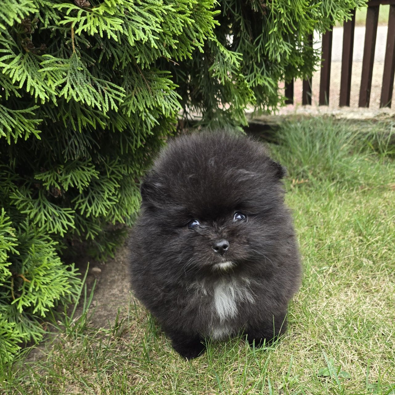 Piesek Szpic miniaturowy pomeranian