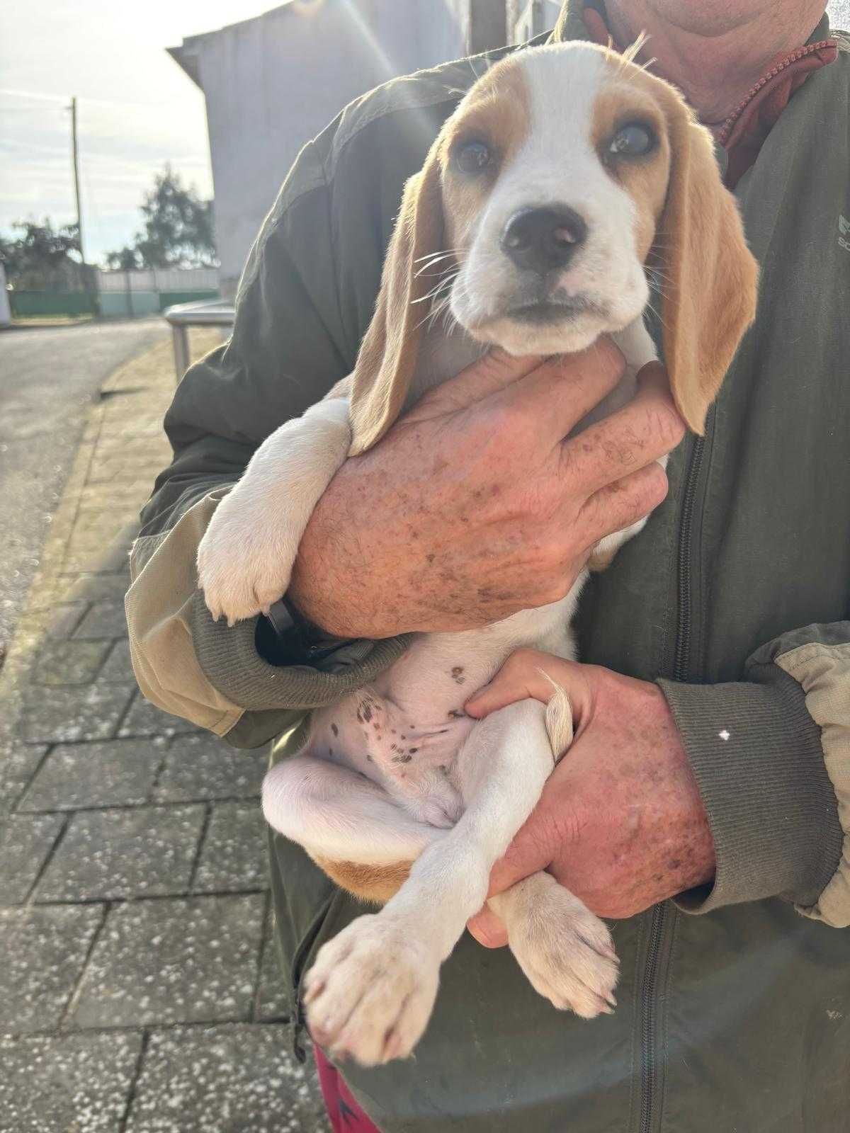 BEAGLE  BICOLOR  com LOP e afixo