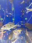 Ziemiojad  geophagus  megasema 4-5 cm
