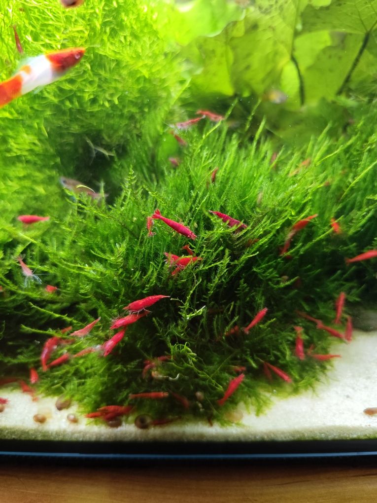 Krewetka Red Cherry Fire Red