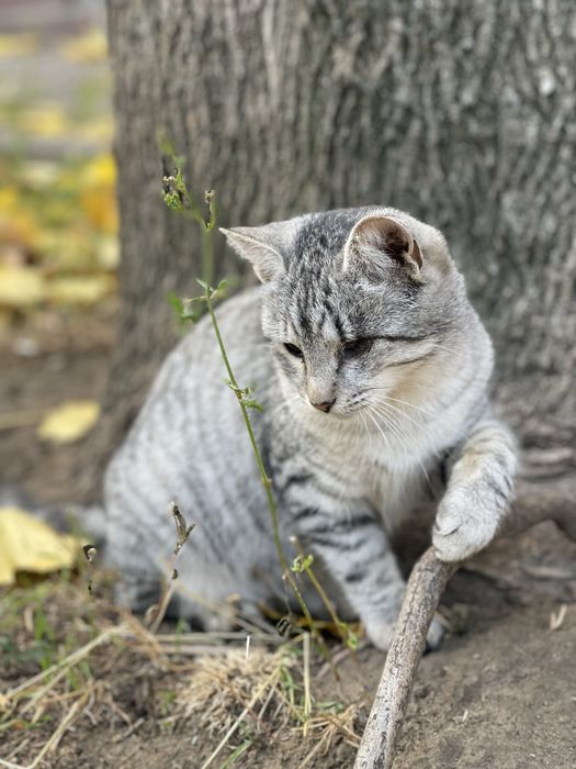 Кошеня (кішка, киця, дівчинка, котенок, кошка, девочка)