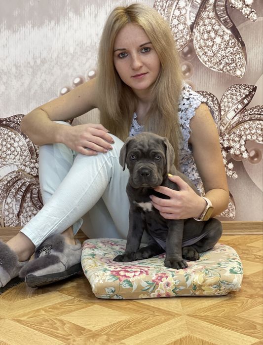 Щеночки Cane corso-Шоу класу сірого окрасу