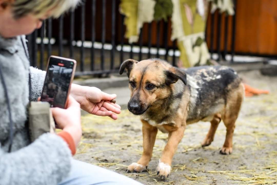 Nieśmiały, malutki Balto czeka na swój wymarzony dom!