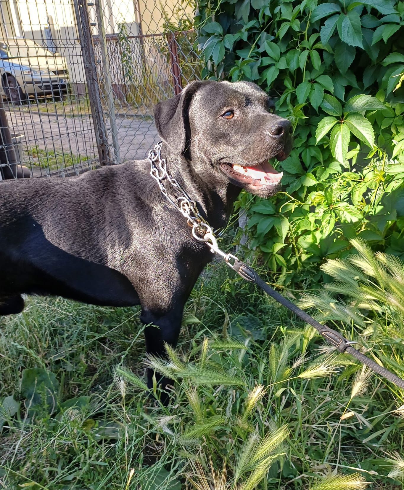 Mieszaniec labradora