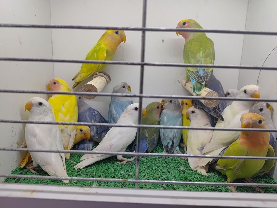 Papugi Papużki nierozłączki czerwonoczelne - młode 2025r