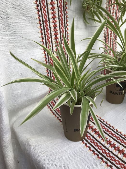 Хлорофітум, шикарні кущики