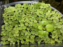 Salvinia natans roslina plywajaca akwarium