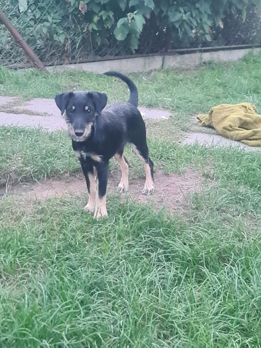 Sunia kundelek 4.5 miesiaca