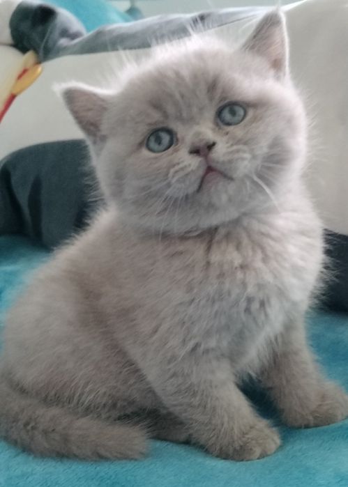 British Shorthair lilac macho