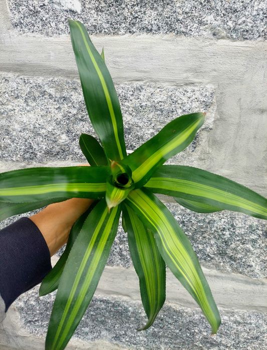 Planta Neoregelia Freddy