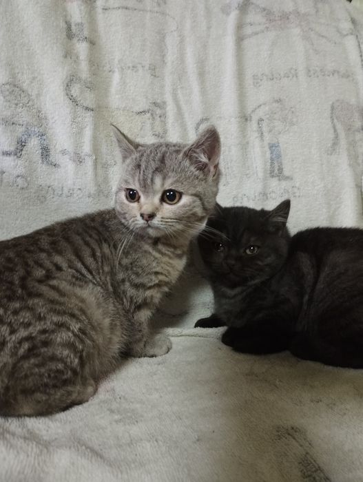 Шотландські кошенята