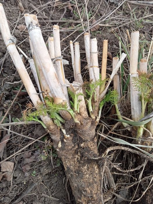 Саженцы Фенхеля обыкновенного "Сладкий укроп"
