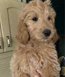 Goldendoodle F1/badania