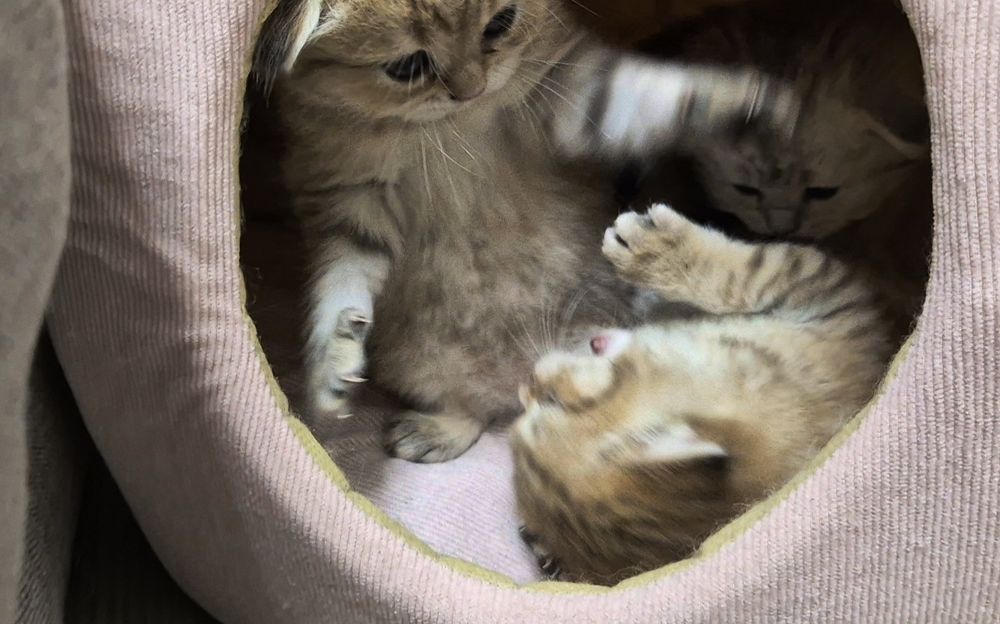 Котята шотландские вислоухие и прямоухие, девочки и мальчик