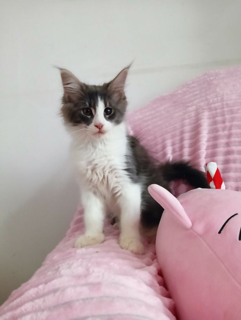Maine coon kotka niebieska z białym pręgowana rodowód FPL