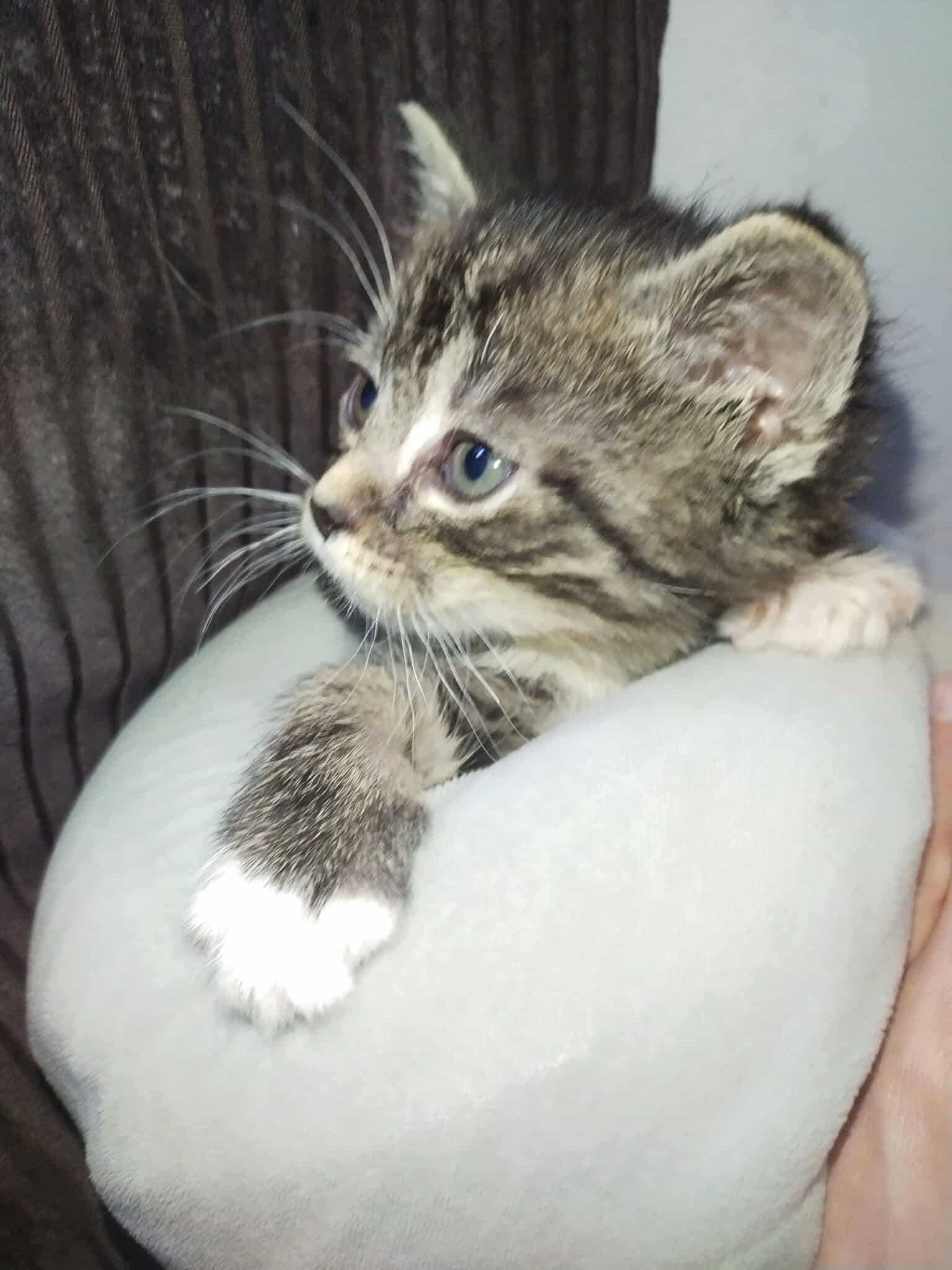 Kocurek do adopcji