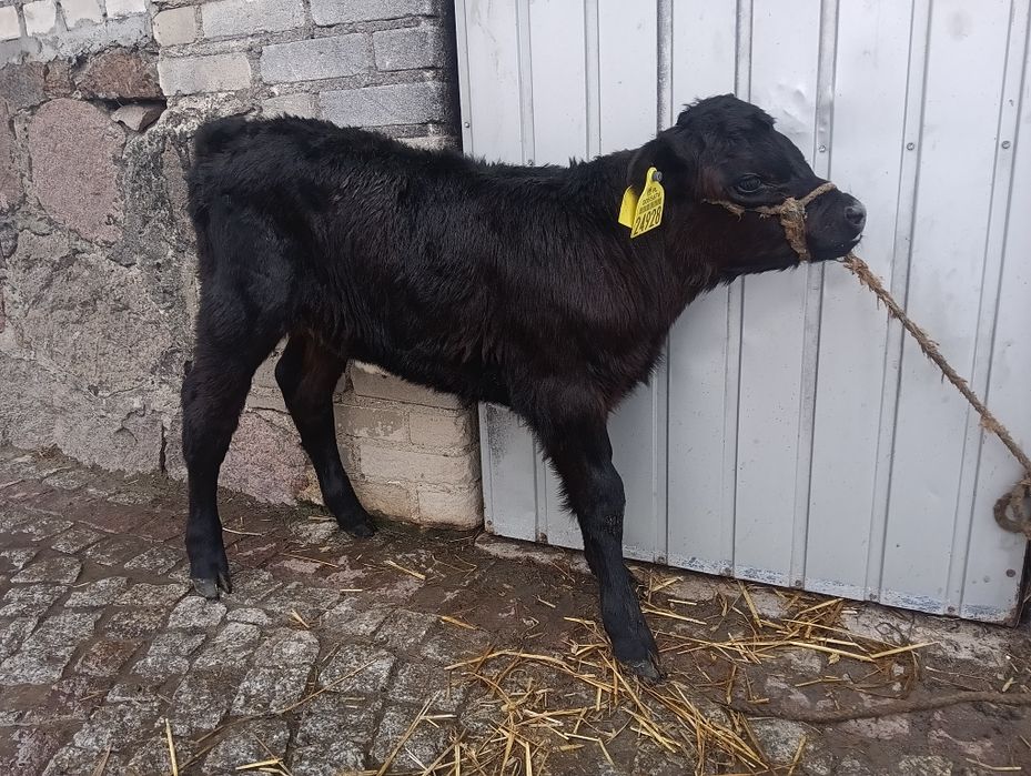 Cielak jałoszka Angus, 2 tygodnie 60kg