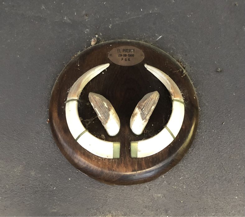 Dentes e cornos de javal