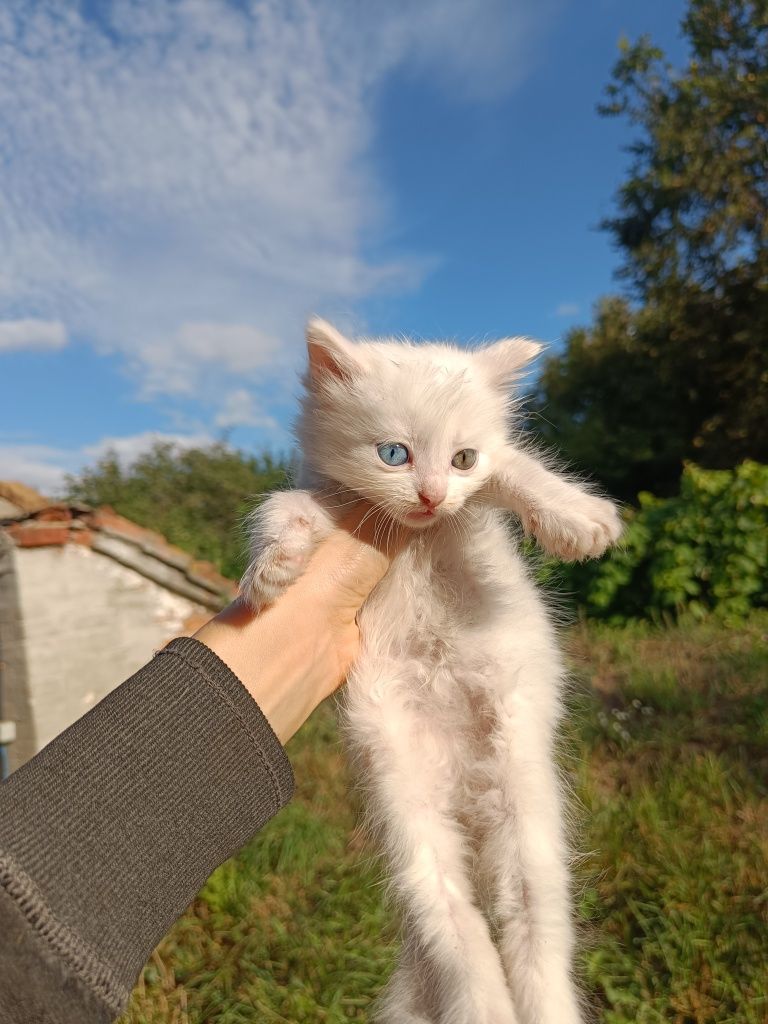 Кошеня біле пухнасте