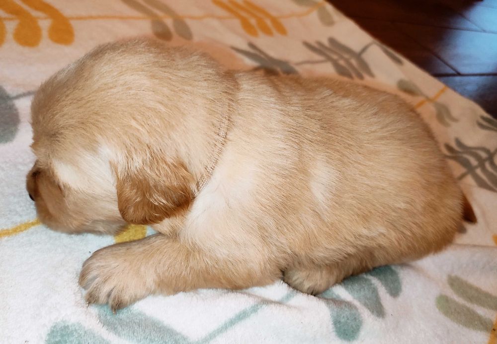 Suczka Golden Retriever ZKwP/FCI - linia amerykańska