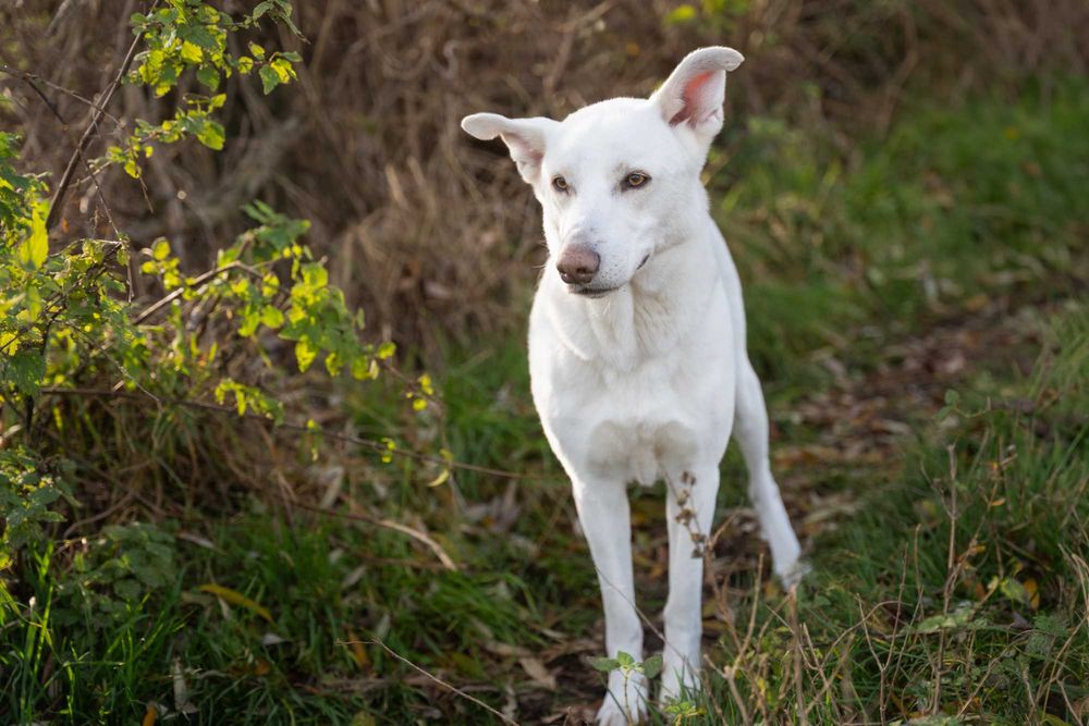 BIANCO - piękny, duży, domowy pies
