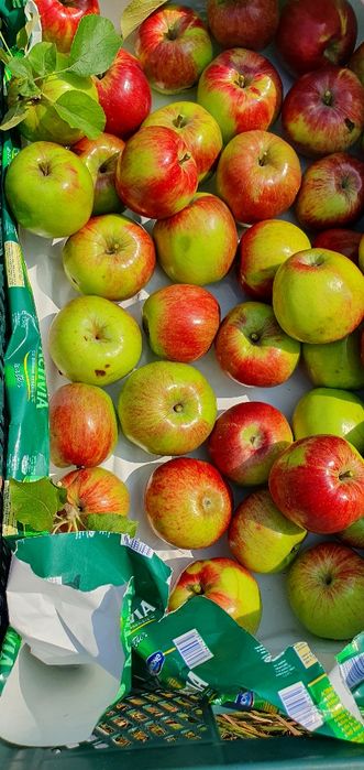 Jabłka Malinówki 100kg cena po 3zl nie pryskane nigdy stare drzewa.