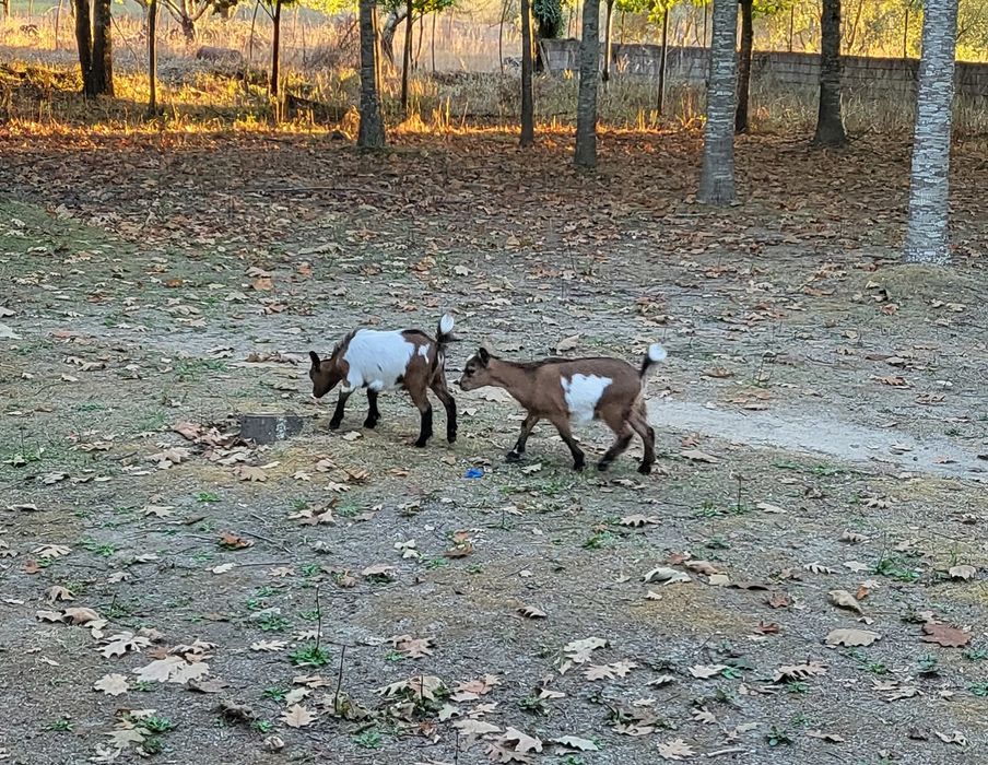 Vendo cabras anãs