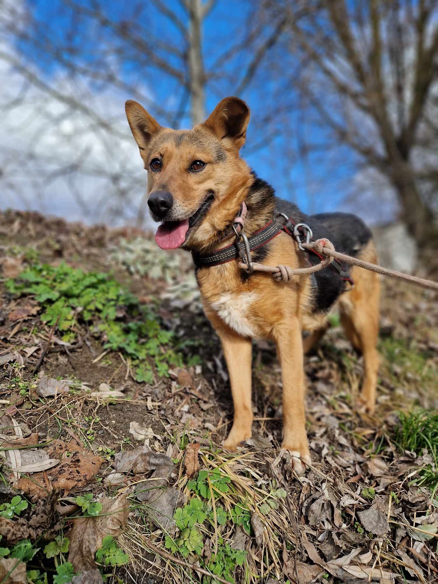 Fruzia suczka do adopcji Schronisko Sokołów