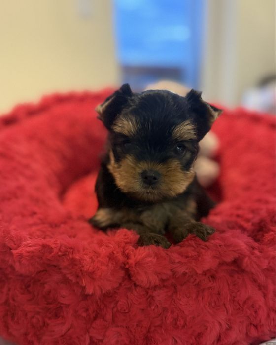 York Yorkshire terrier suczka rodowód ZKwP FCI