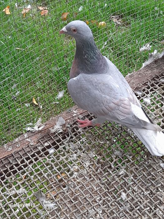 Gołębie pocztowe opal reduced gimel frill rubella tygrysy pensil