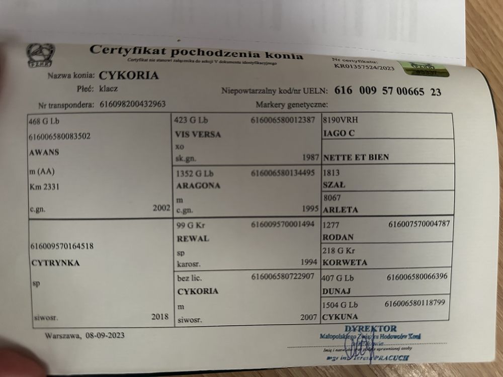 Spokojna malowana klacz