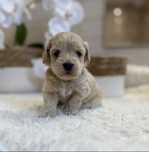 Maltipoo f1, maltańczyk/pudel toy, piesek, malutki.