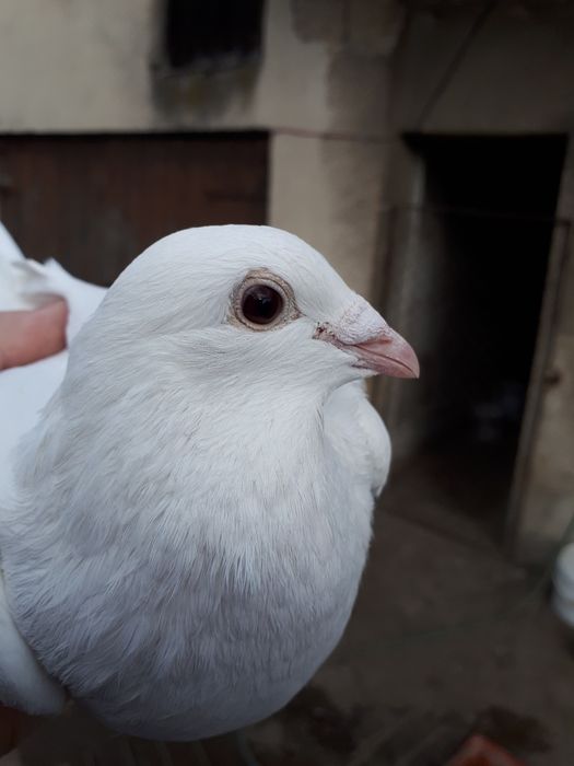 Gołębie pocztowe białe para lęgowa