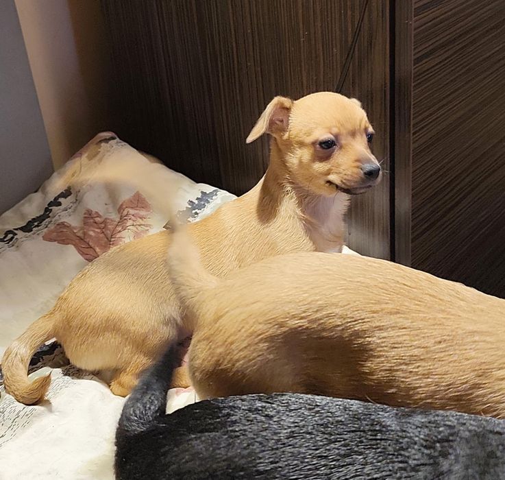 Malutkie 3 miesieczne pieskj do adopcji