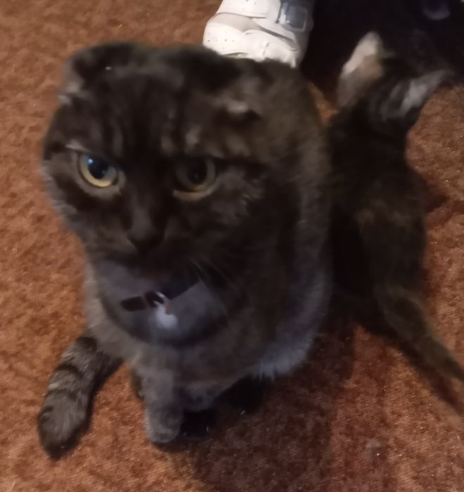 Віддам кошенят від брітанскої кішки