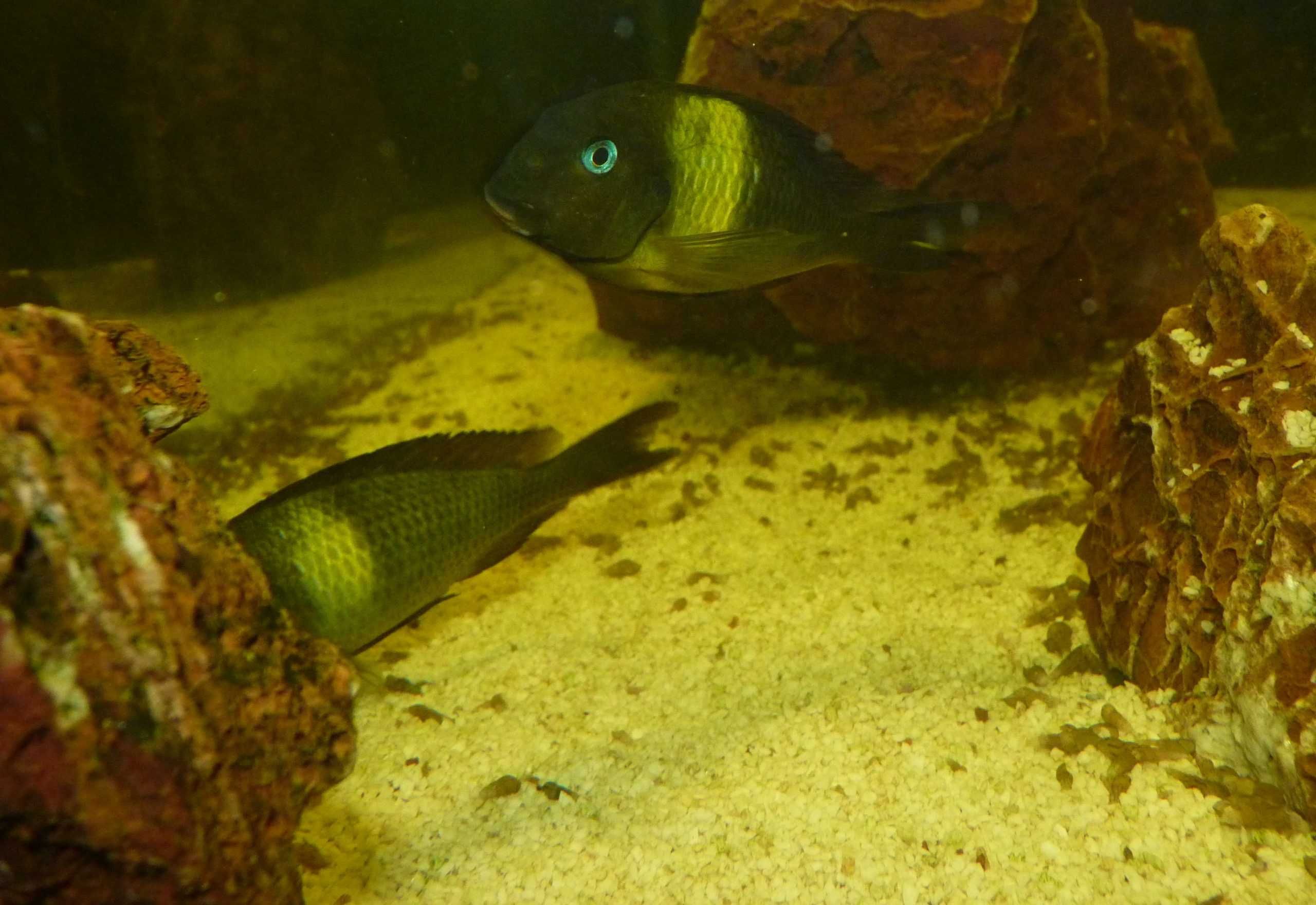 Tanganika Tropheus Brichardi Karago f1 bezp.transport certyfikat