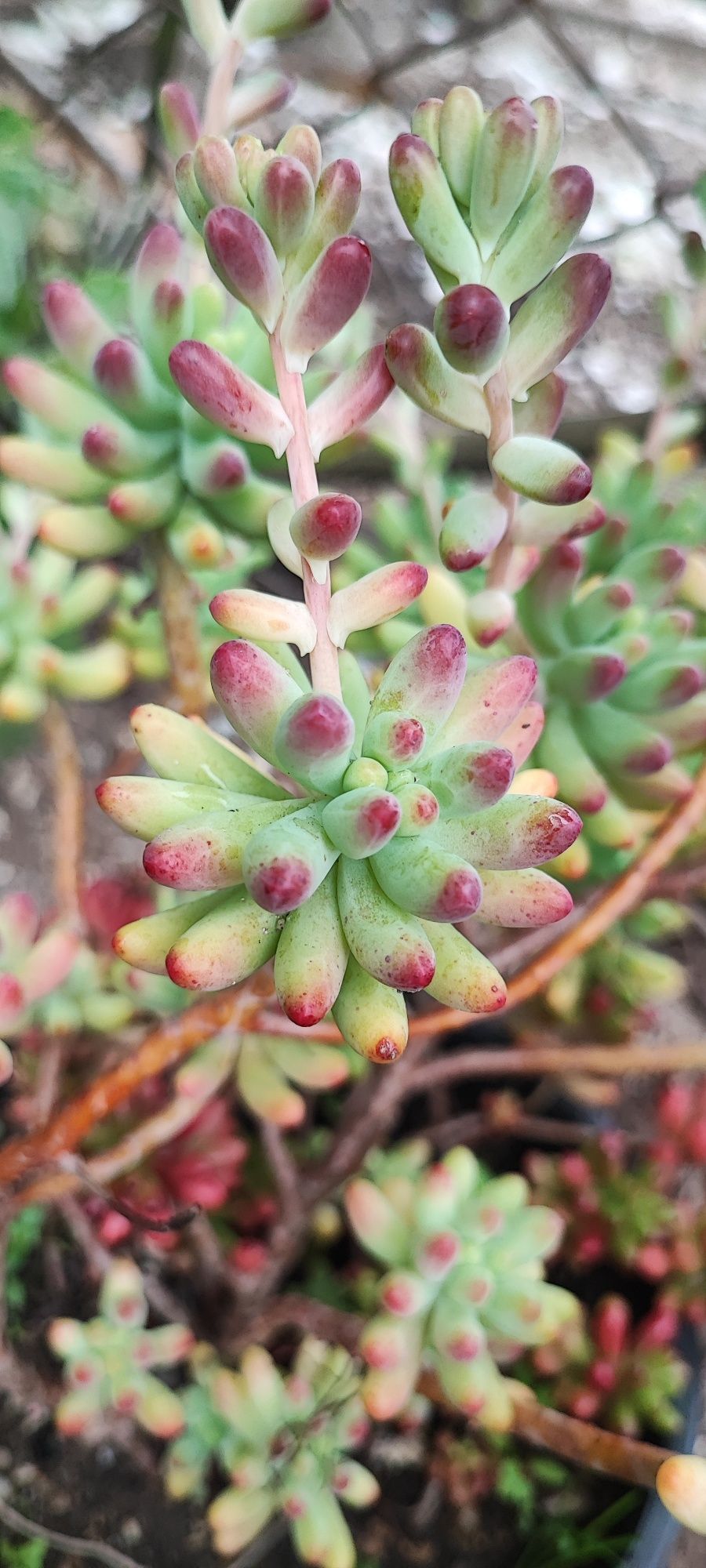Suculenta vendo estacas