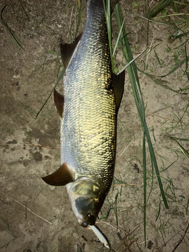 Woblery z balsy kopia Salmo Sting