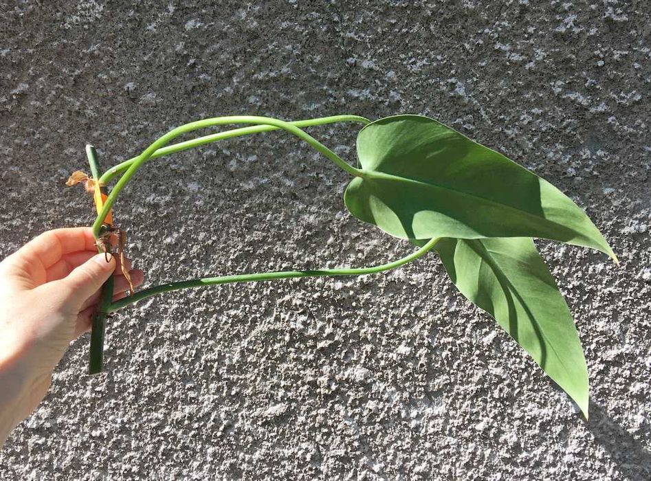 Philodendron filodendron Emerald Queen sadzonka cięta nr 6