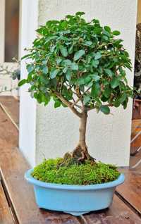 Bonsai ligustrum sinensis