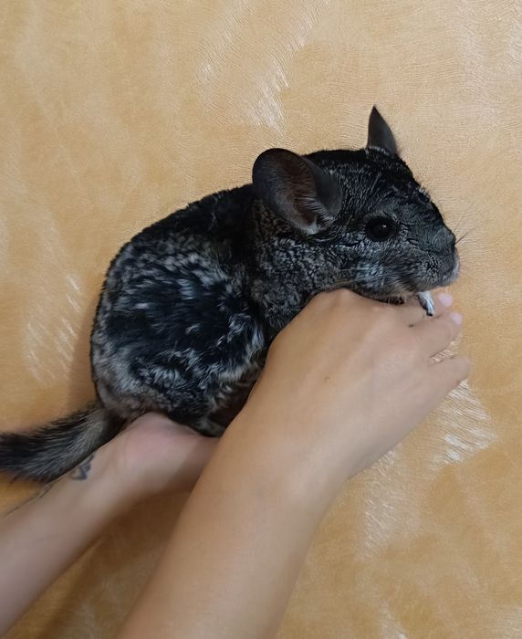 Домашній улюбленець